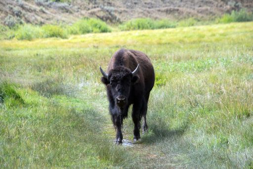 Large bison on a trail in a grassy meadow staring towards the camera.