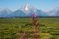 Pink flowers in the foreground with a large green marsh behind, and in the background gray mountains covered with white snow against a clear blue sky.